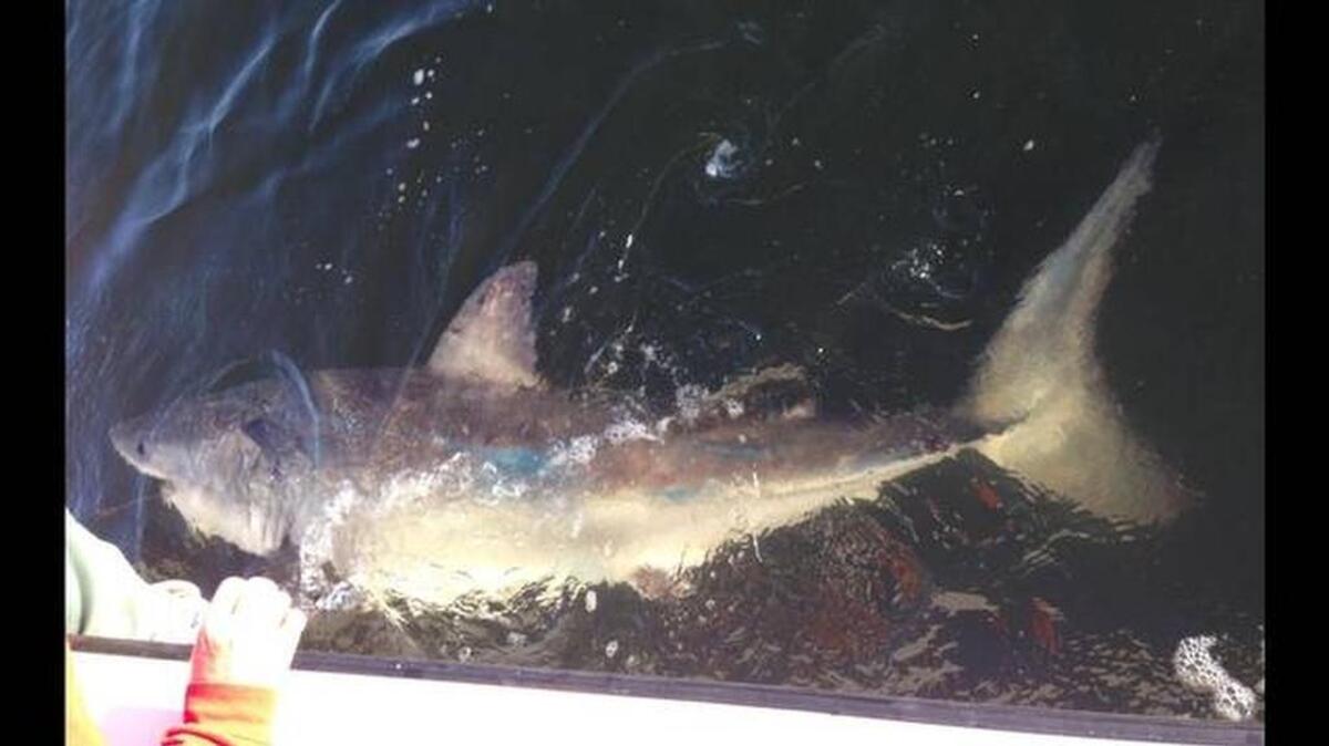 Chip Michalove of Outcast Sport Fishing snagged this juvenile great white shark Dec. 11 in Port Royal Sound off Hilton Head Island.