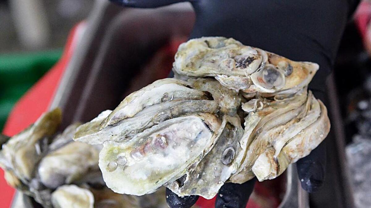 A cluster of fresh Lowcountry oysters is shown at Beaufort's Sea Eagle Market recently.