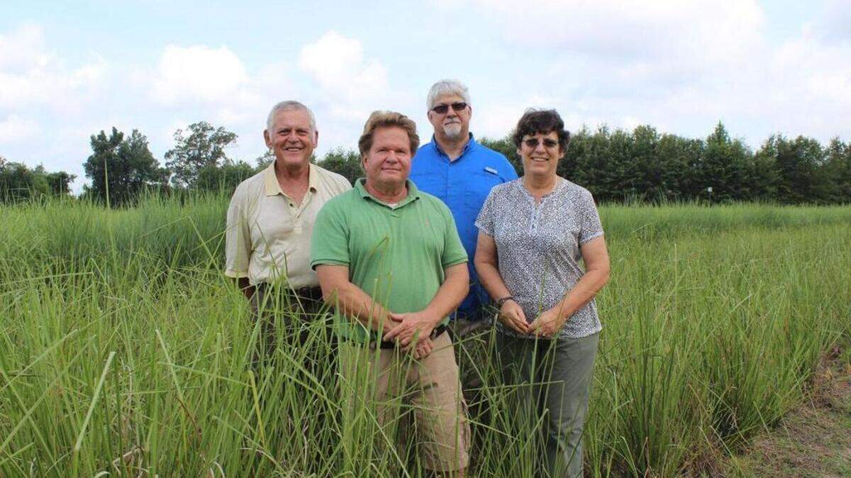 Roley Noffke, James Frederick, Bruce Coy and Ina Noffke stand in vetiver grass planted last year at the Pee Dee Research and Education Center, near Florence.