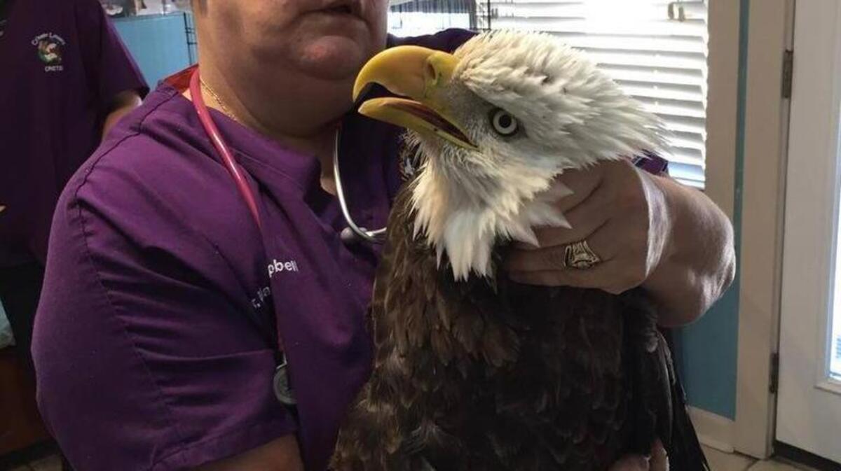 Dr. Marikay Campbell, co-owner of Port Royal Veterinary Hospital, holds the injured eagle that was brought to her clinic Nov. 27, 2015.