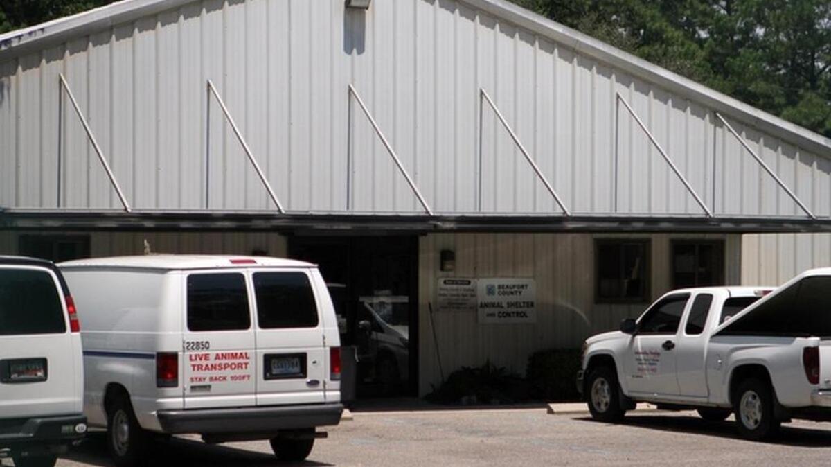 
The Beaufort County Animal Shelter was closed on Wednesday following the death of Rhashard Spikes, 21, an employee of the shelter. Spikes died just after midnight after being shot in what the Beaufort County Sheriff's Office is calling a road-rage incident on Hilton Head Island around 9 p.m. on Tuesday night. 

