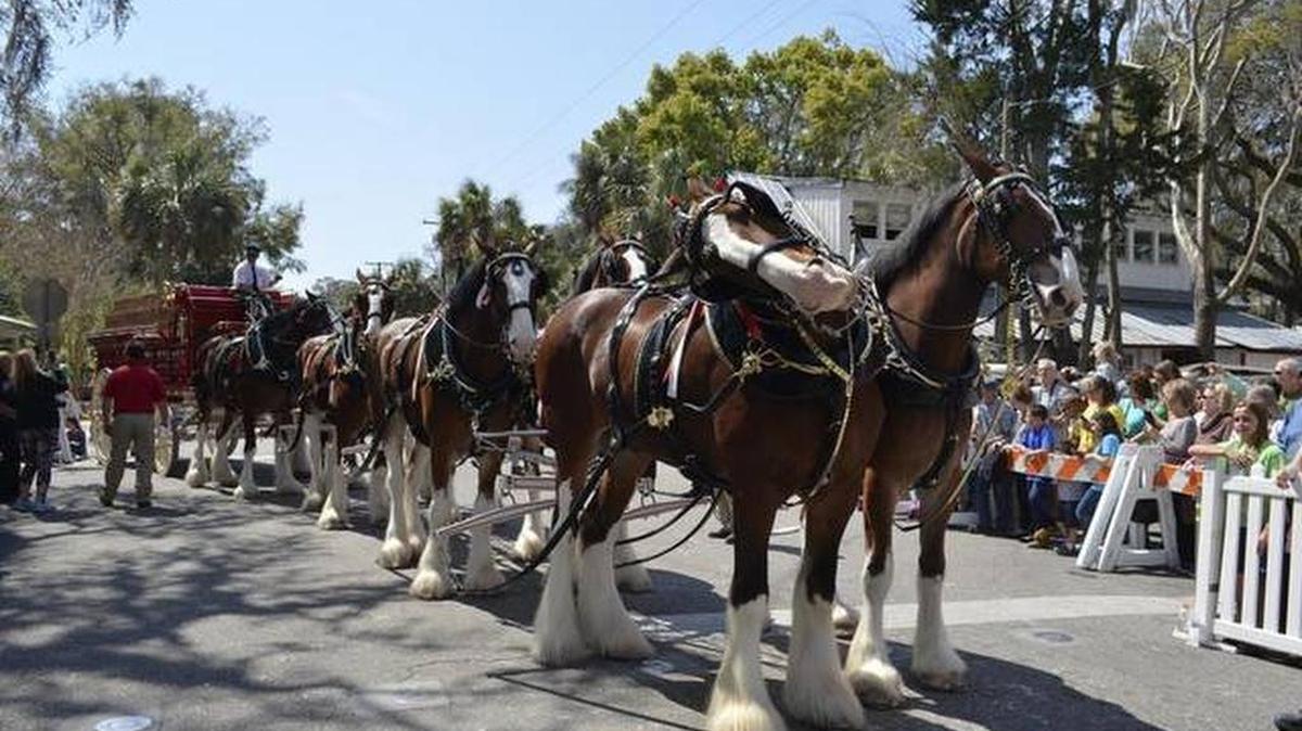 The Budweiser Clydesdales made a stop in Old Town Bluffton