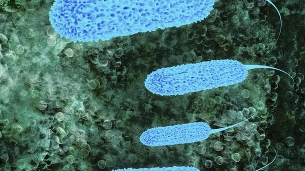 E. coli bacteria 3D rendered illustration