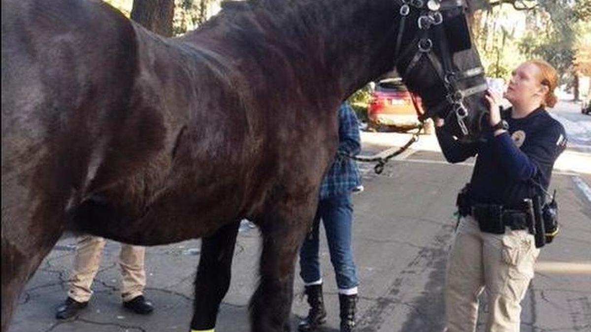 Officers with the Savannah-Chatham Metropolitan Police Department help up a horse after it slipped on ice earlier this month. The horse was not hurt.