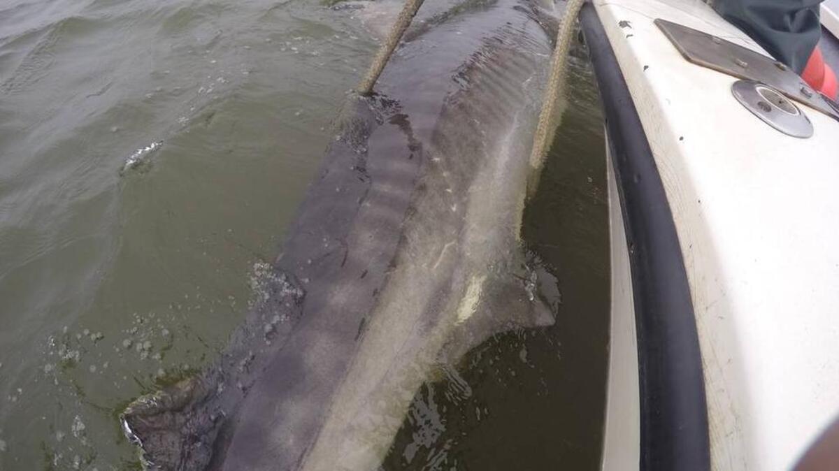 A satellite tag can be seen shortly after being attached to a tiger shark's dorsal fin on Nov. 4, 2015. The shark, captured and tagged by the SC Department of Natural Resources as part of a joint research effort with the nonprofit OCEARCH, was dubbed "Harry-Ette" after Hampton Wildlife Fund founder Harry Hampton.