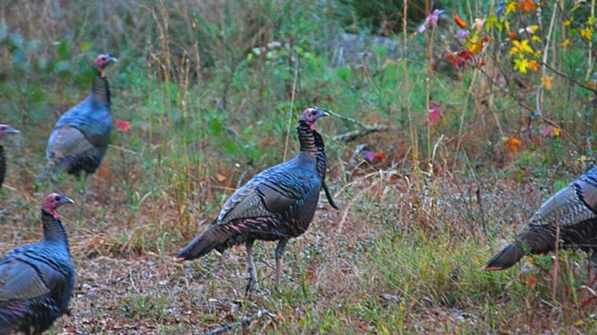 The Eastern Wild Turkey can now be found throughout it's ancestral range in North America.