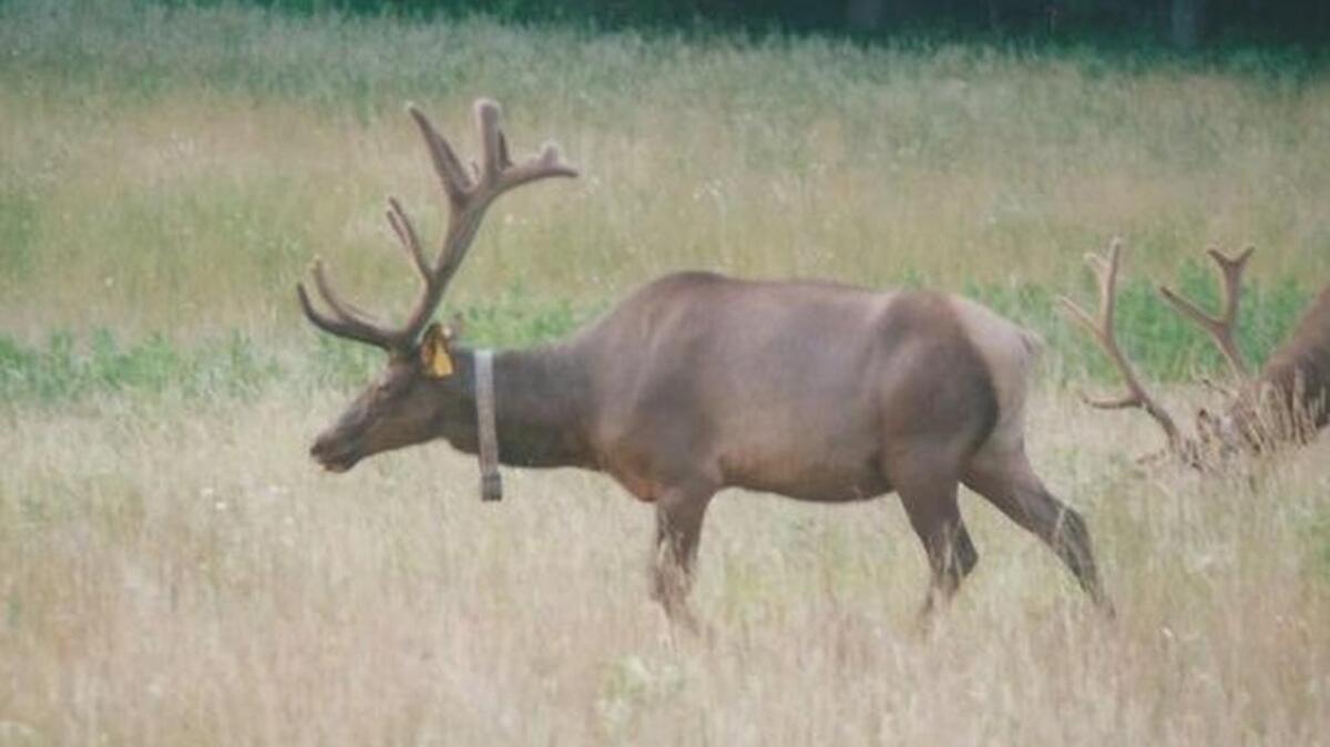 
Elk were reintroduced to the Cattaloochee Valley area of Great Smoky Mountains National Park in 2001. 

