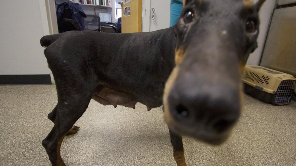 A Doberman seized from a puppy mill in Chester County visits Ebenezer Animal Hospital in this 2016 file photo.