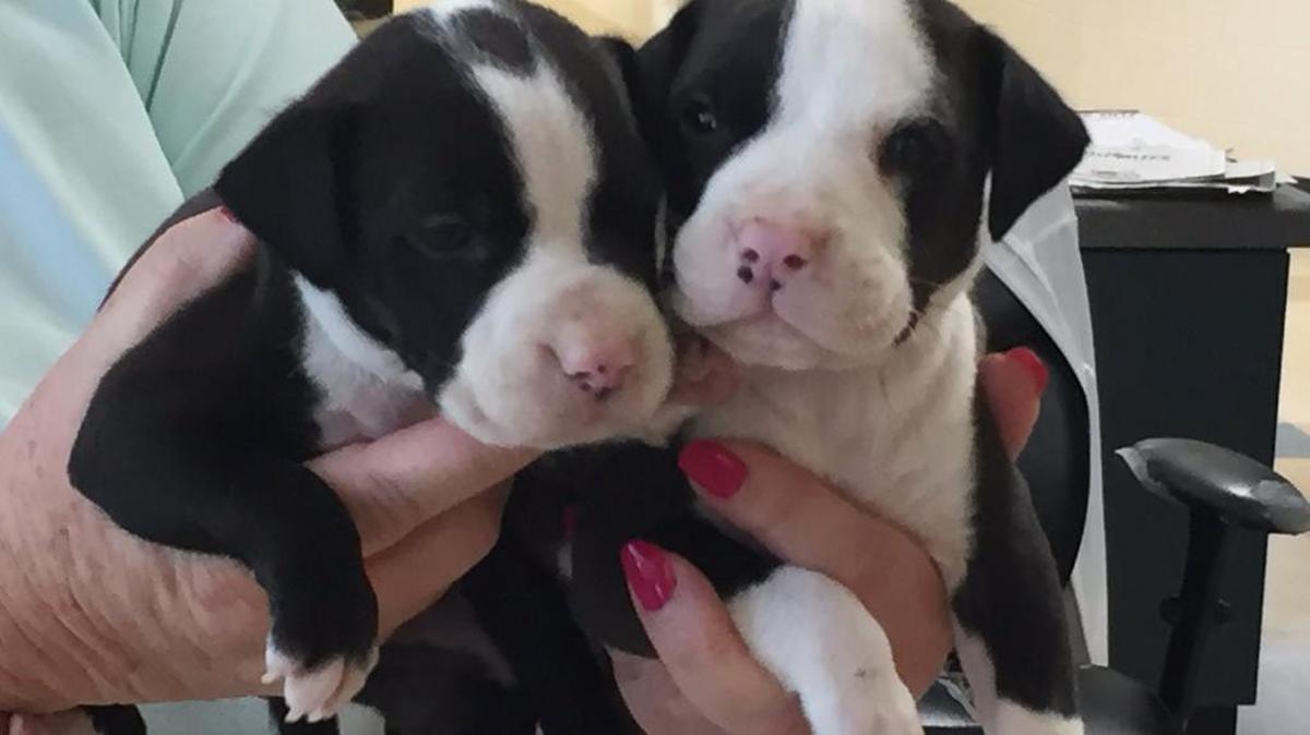 A Rock Hill police officer rescued 2 black and white puppies from a hot car on Wednesday.