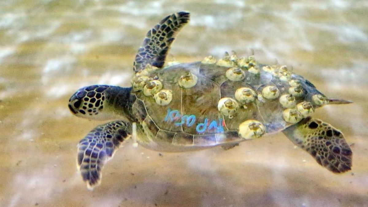 One of the green sea turtles at Ripley’s Aquarium Marine Science Building swims in the holding tank on Thursday, Jan. 21, 2016. Sean Boyd, the senior aquarist, said Ripley’s is helping to rehabilitate eight green sea turtles rescued from the North Carolina coast. He said the weather changed rapidly and “cold stunned” about 1,300 turtles causing them to become lethargic, lose body temperature and possibly get sick. Although some of the turtles died, he said, many were rescued and several facilities are participating in the rehabilitation. Ripley’s is helping with the eight and once they gain a few more pounds, are cleared of any illness and barnacles scraped off, Boyd said, the turtles will be transported to Florida where they will be released in warmer water. Boyd said it should take two weeks to a month to complete the rehabilitation.