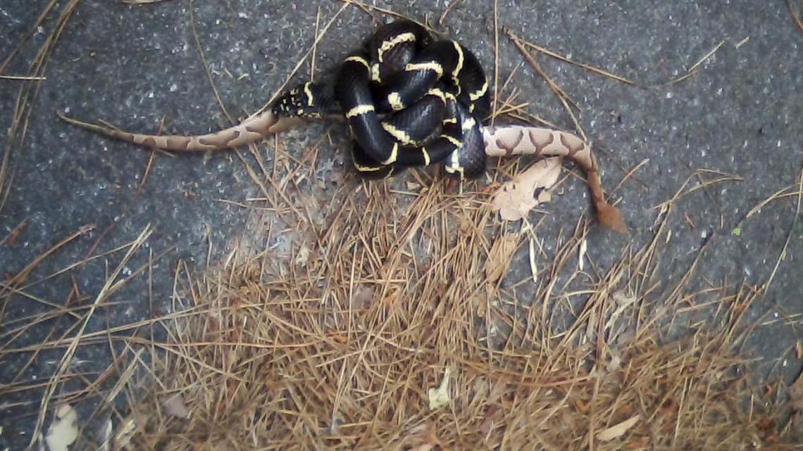 A king snake in the midst of eating a copperhead snake on Hilton Head Island.