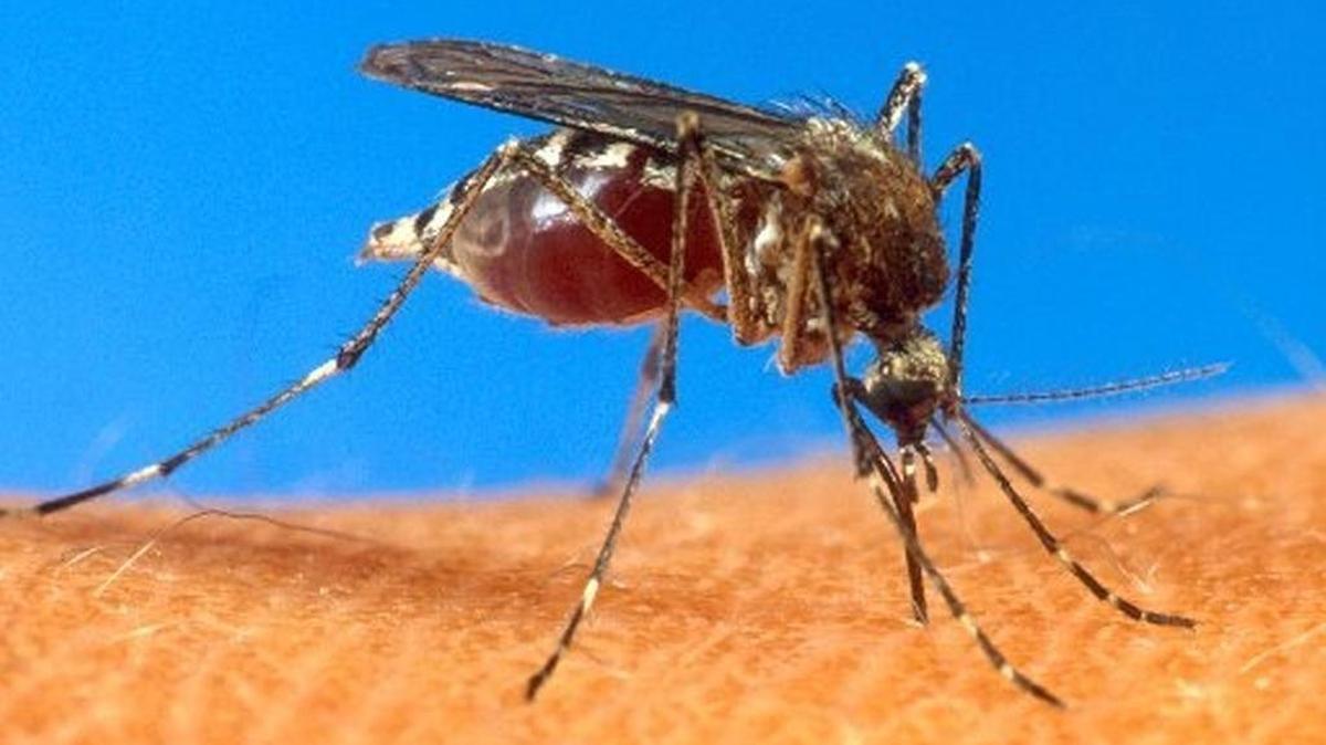 Aedes aegypti mosquito