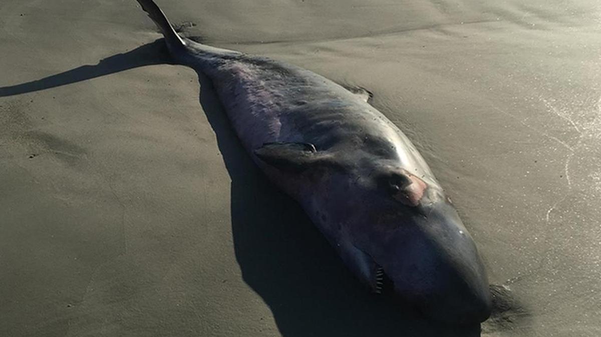 A pygmy sperm whale was found washed up on Daufuskie Island on Friday morning.