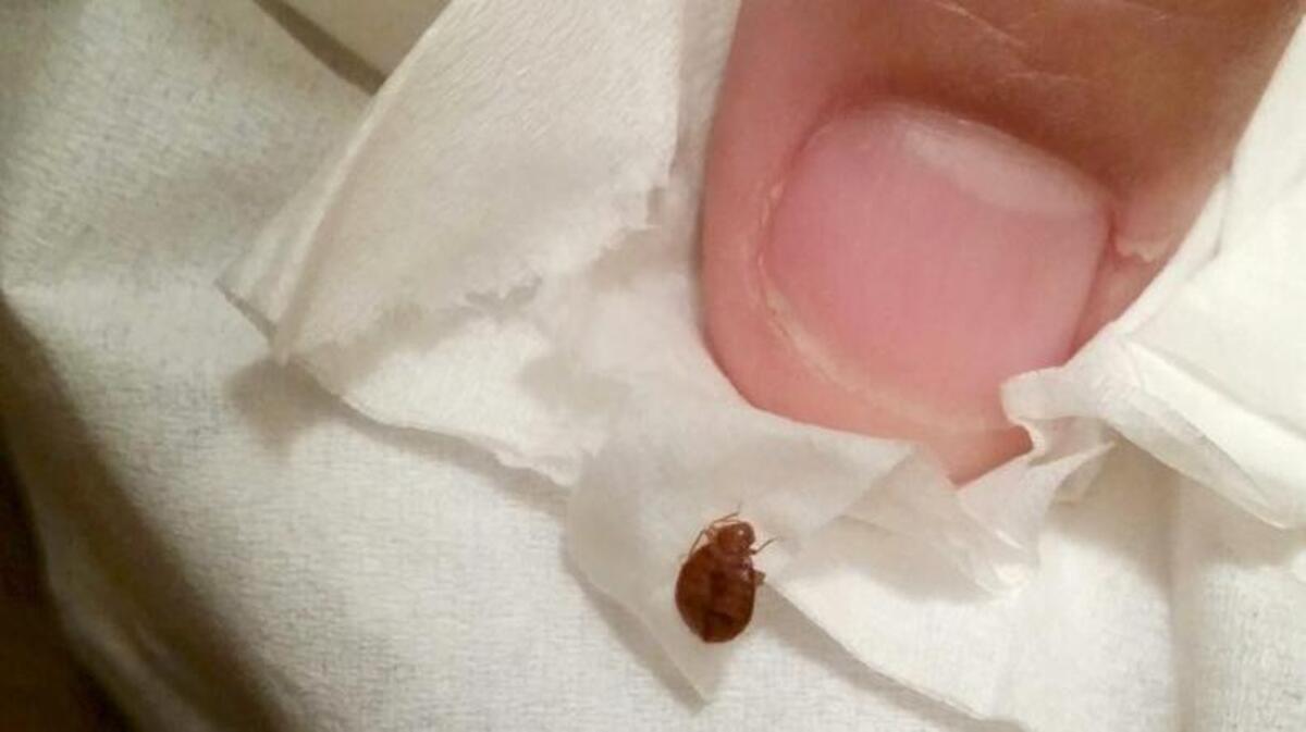 This 2017 file photo shows a bug found by Anna Short and her family during her stay in Myrtle Beach, which she claimed was a bed bug.