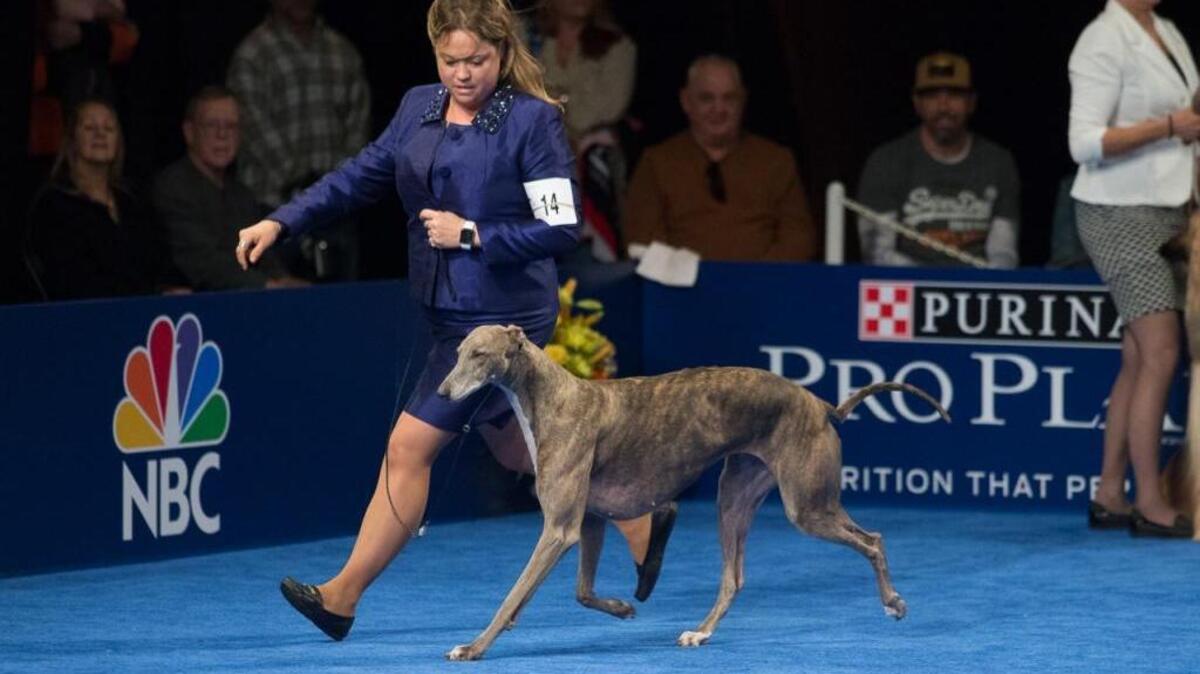 GrandCru Giaconda, or Gia, winning her group at The National Dog Show Presented by Purina.