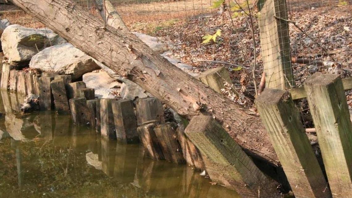 Erosion has caused several trees to fall into ponds at the Hollywild Animal Park in Wellford. The trees will be removed by the AmeriCorps workers next year.