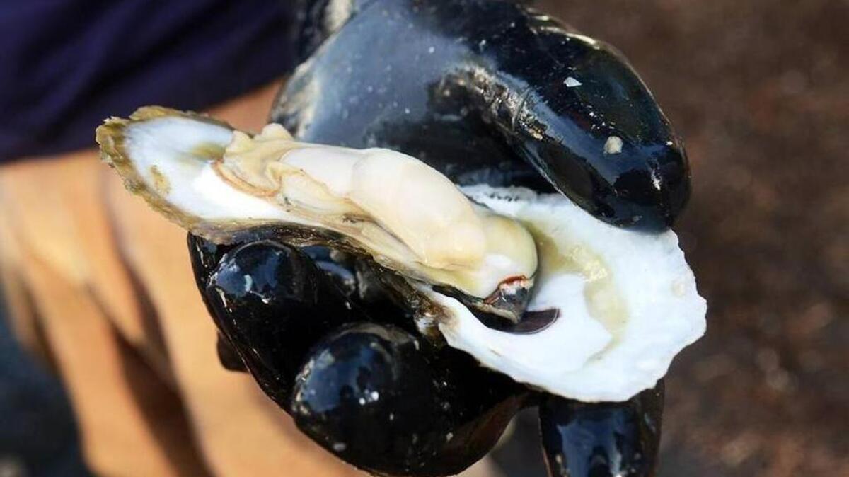 Many Beaufort County shellfish beds have reopened after Hurricane Matthew.