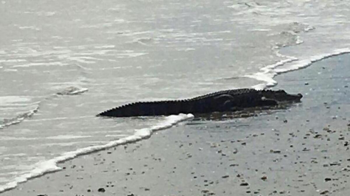 A gator wandered up on shore near the Briarcliffe Acres area Wednesday afternoon.
