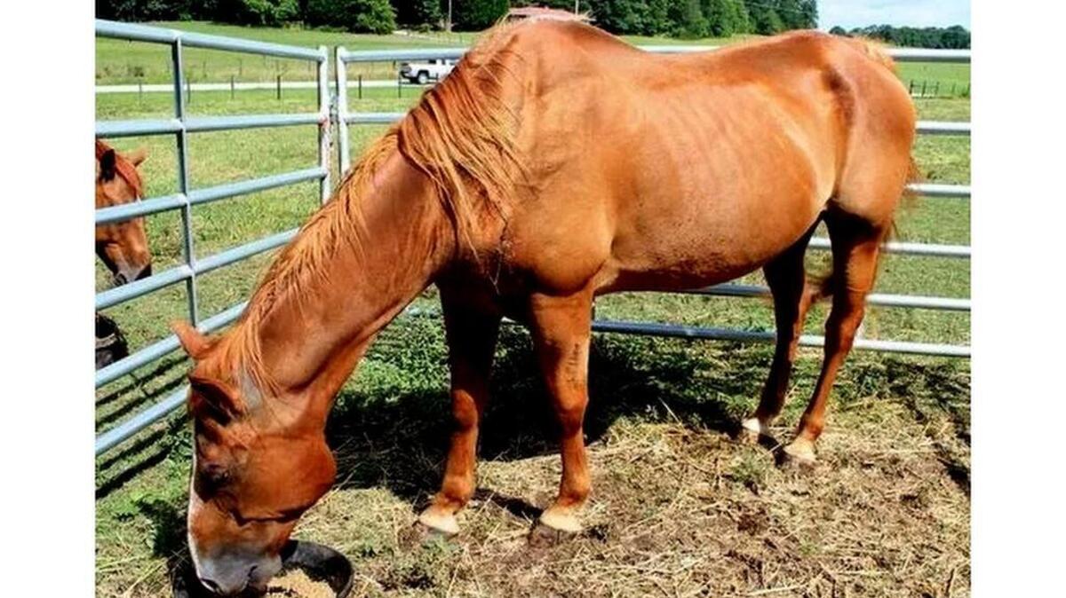 This horse is among several that were set to be auctioned at the end of an animal-welfare case in Anderson County. The auction has been delayed.