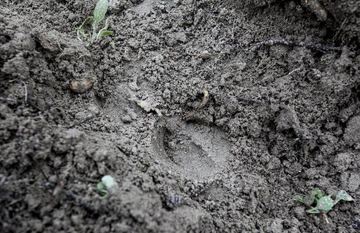 Wild pigs are present year-round, but can sometimes be seen more often in the winter.&nbsp;