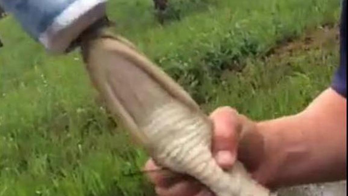 Images posted to a Snapchat story Wednesday show the apparent maltreatment of a young alligator in Beaufort County. Posts by people concerned about the incident were posted on Facebook on Thursday.