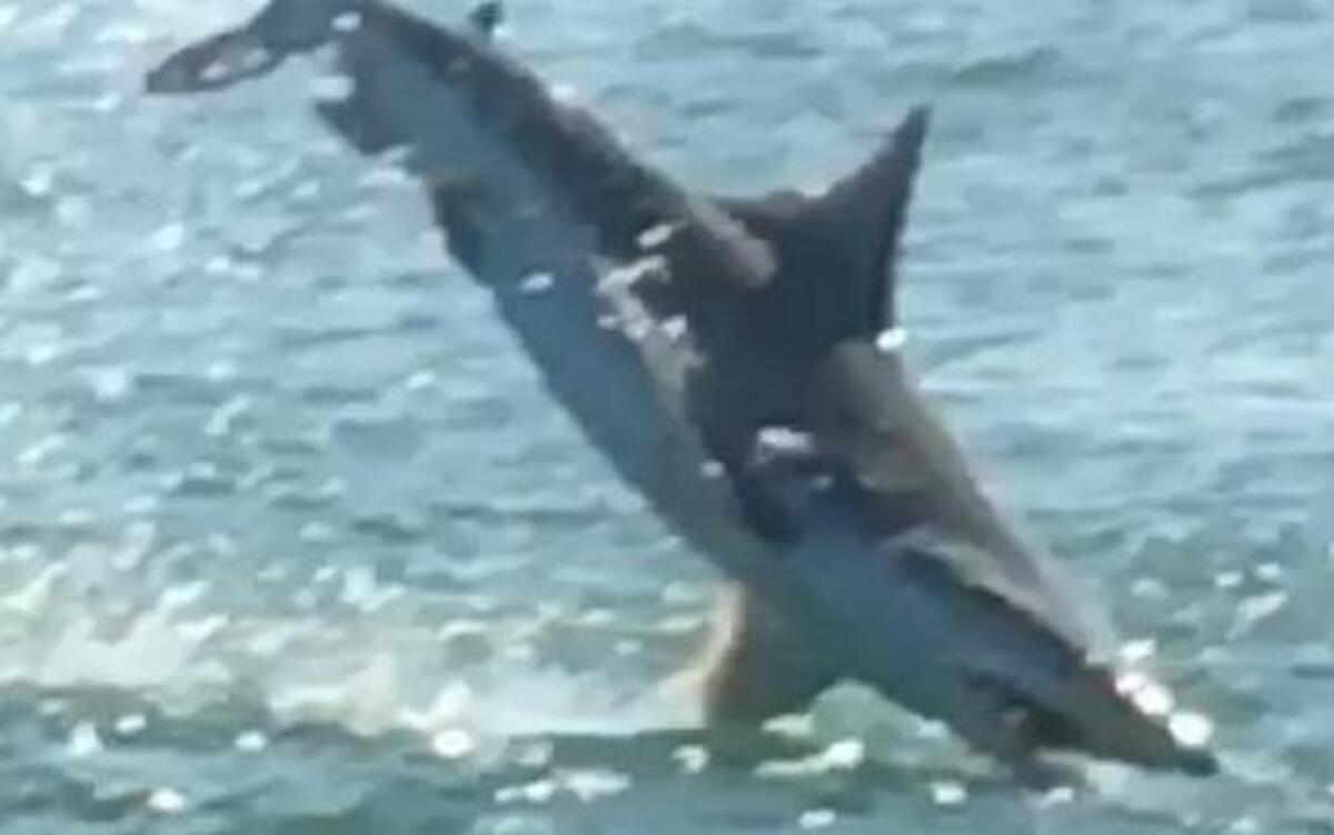 Troy Montenery took this photo while kayaking off Huntington Beach State Park last year. The water's oxygen level was lower, prompting fish to surface and sharks to feast.