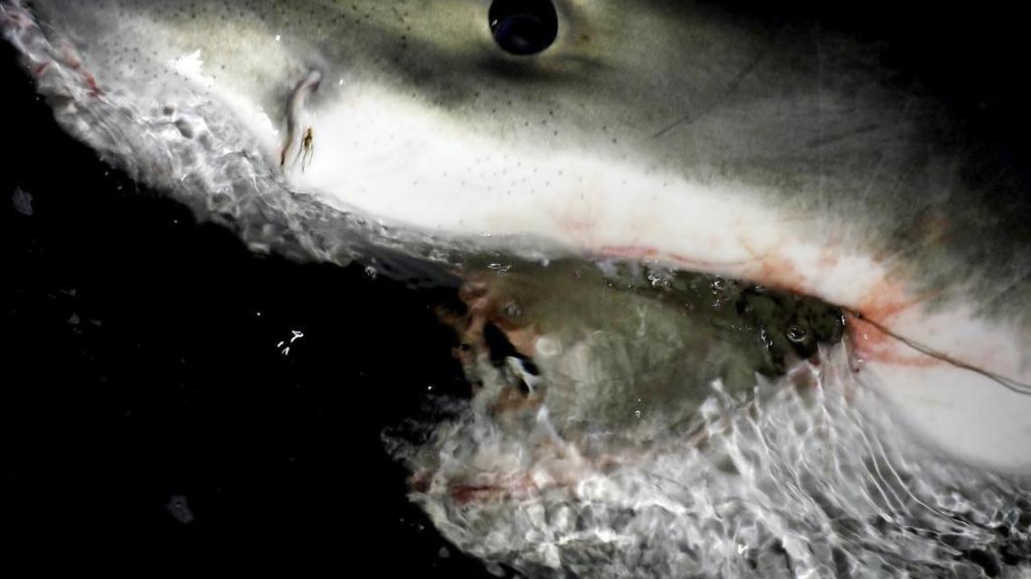 This great white shark was caught Tuesday evening by Chip Michalove, a longtime charter captain of Hilton Head Island and owner of Outcast Sport Fishing.
