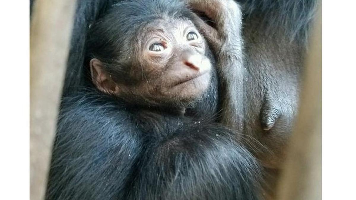 The name and gender of a baby siamang born at Greenville Zoo will be determined in weeks to come.