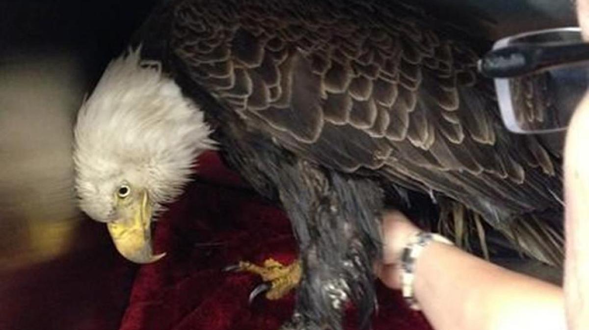 Veterinarians at Port Royal Veterinary Hospital have been called on before to help an injured bald eagle. This bald eagle was found injured in a Beaufort backyard in February 2015.