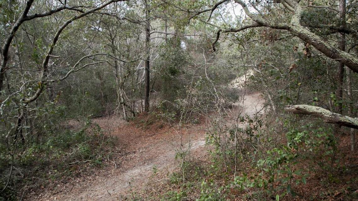 Some North Myrtle Beach citizens are protesting the development of Ingram Dunes. The nine acre track of undeveloped land off 10th Avenue South and Hillside Drive has been used as a walking path by local residents and is dotted with oak trees, pine forests, and sand dunes.