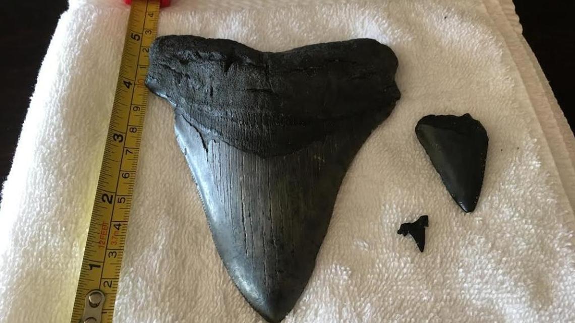 At left is the Megalodon tooth Nat and Peggy Campbell found in North Myrtle Beach the day after Hurricane Matthew came through.