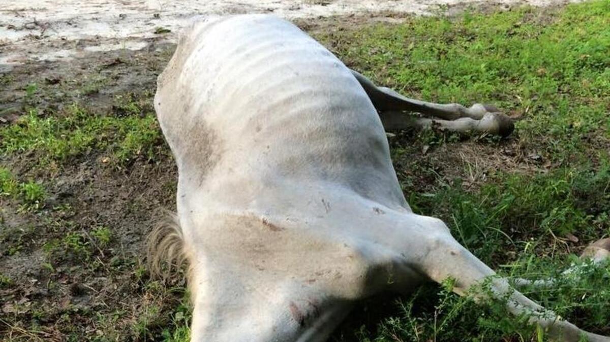 
Edited image of horse carcass posted online by the Beaufort County Animal Services 
