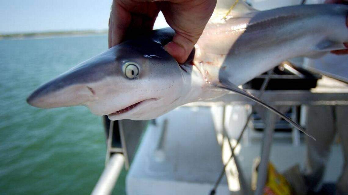 A scientist for the Virginia Institute of Marine Science gets ready to drop a small sandbar shark back into Chesapeake Bay after measuring and tagging the shark. S.C. and federal agencies are investigating whether prohibited species, including sandbar sharks, were caught during a June 10 shark fishing tournament in Edisto Beach, S.C. 