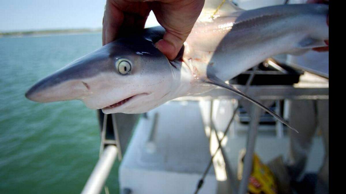 A scientist for the Virginia Institute of Marine Science gets ready to drop a small sandbar shark back into Chesapeake Bay after measuring and tagging the shark. S.C. and federal agencies are investigating whether prohibited species, including sandbar sharks, were caught during a June 10 shark fishing tournament in Edisto Beach, S.C. 
