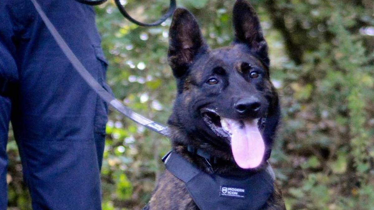 Spartanburg police K-9 Jack