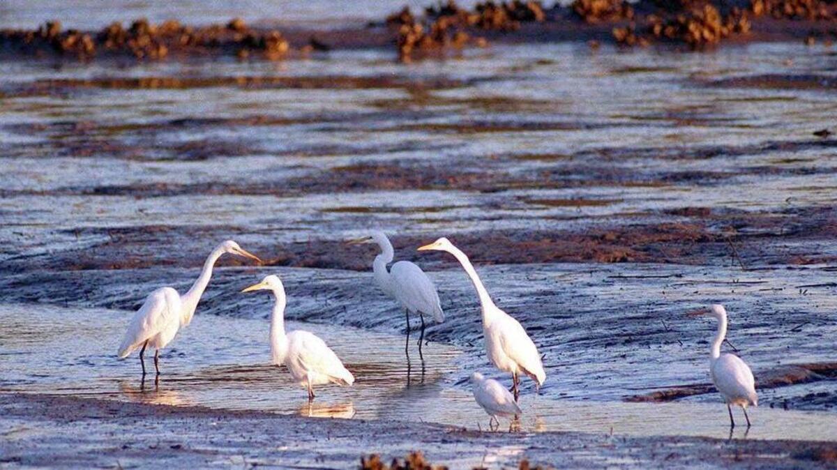 FILE PHOTO: Great Egrets gather at sunrise in the marsh along a causeway entering Huntington Beach State Park in Murrells Inlet, S.C., during the Waccamaw Audubon Society's annual Litchfield-Pawleys Island Christmas bird count.