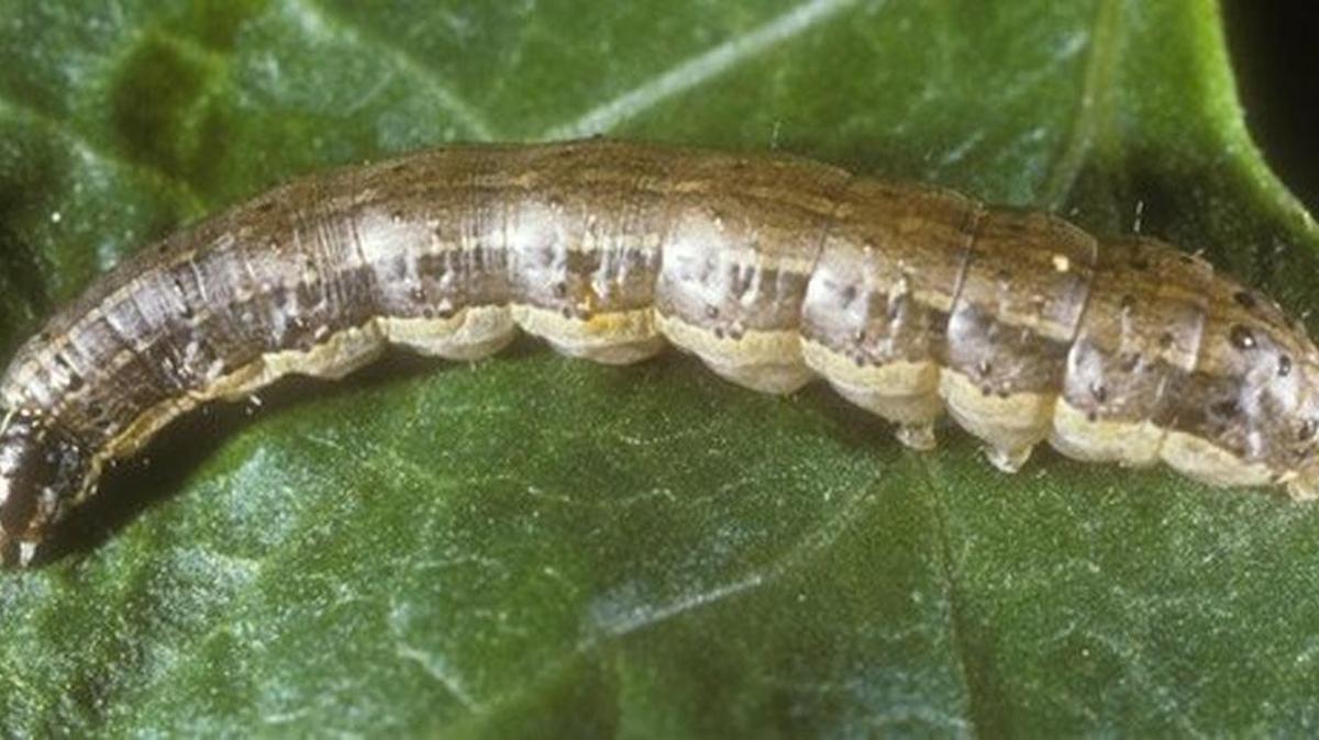 Fall armyworms can grow roughly an inch and a half in length and are identifiable by the upside-down Y shape on their heads.