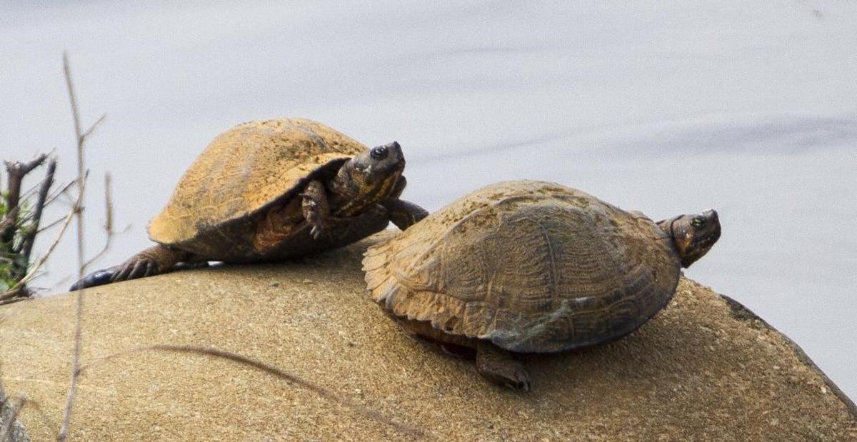 Visitors at Myrtlewood Golf Club’s Palmetto Course spotted these orange-coated turtles in February, 2017.
