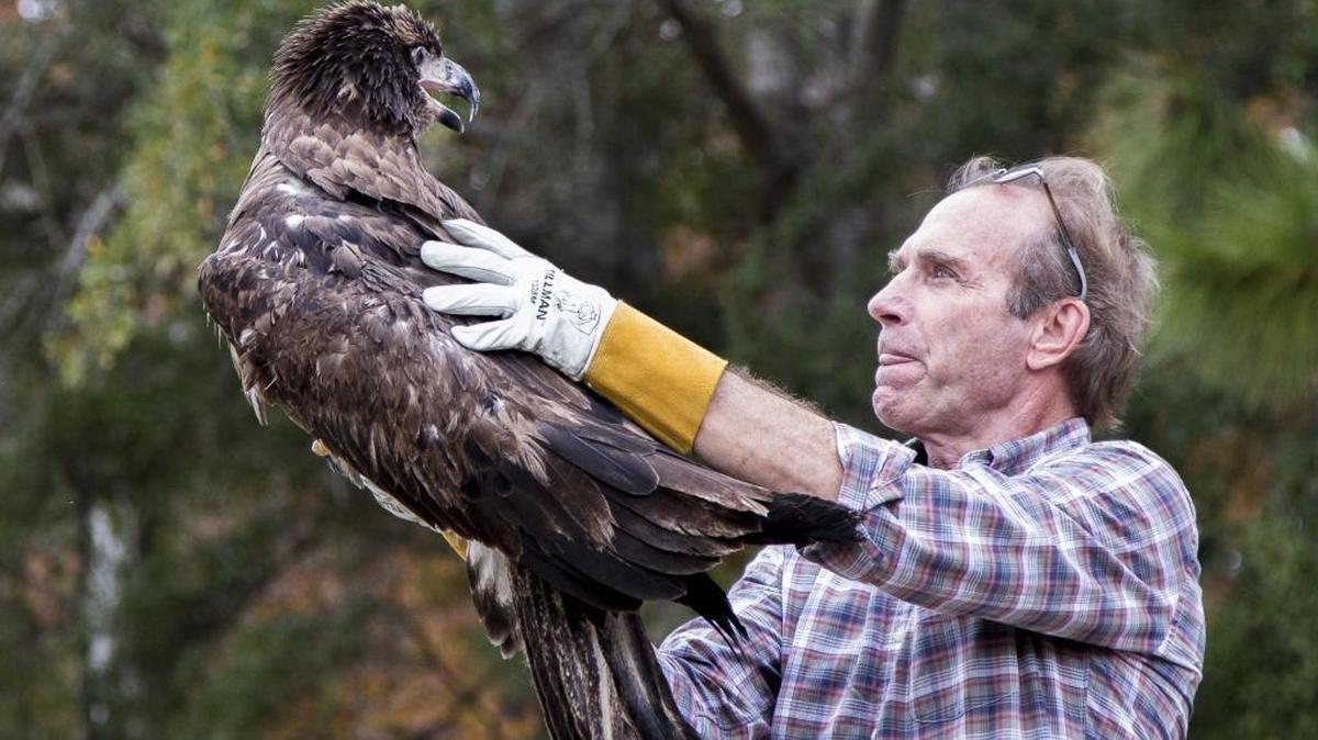 James D. Elliott, Jr., director of the Center for Birds of Prey, releases a young Bald Eagle at Brookgreen Gardens. Rescued in July on a golf course in Murrells Inlet, the year-old eagle suffered from the avian pox virus and is known as "bird 7,000" because she was the 7,000th bird rehabilitated at the The Avian Medical Clinic at the Center for Birds of Prey. The center admits 600 injured birds a year for medical treatment and eventual release back into their natural habitat.