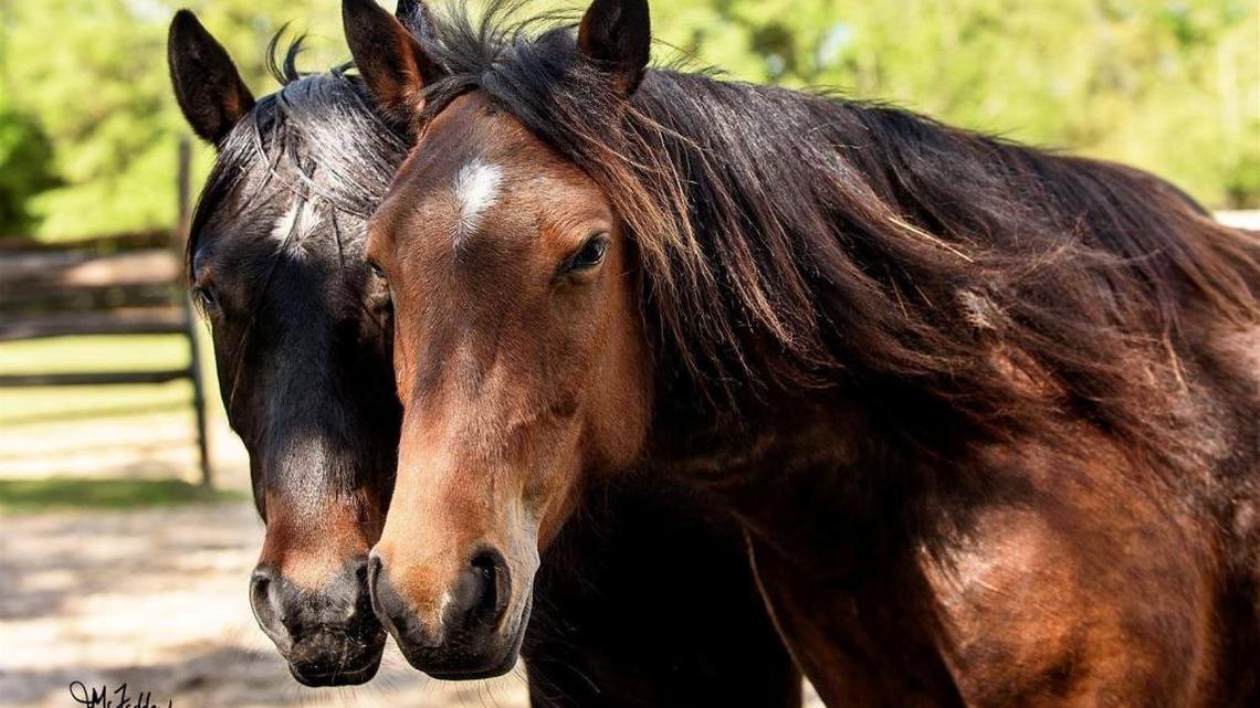 Marsh tackies Yago, left, and River were stolen from a pasture in Rembert Sunday night, April 23 2017.