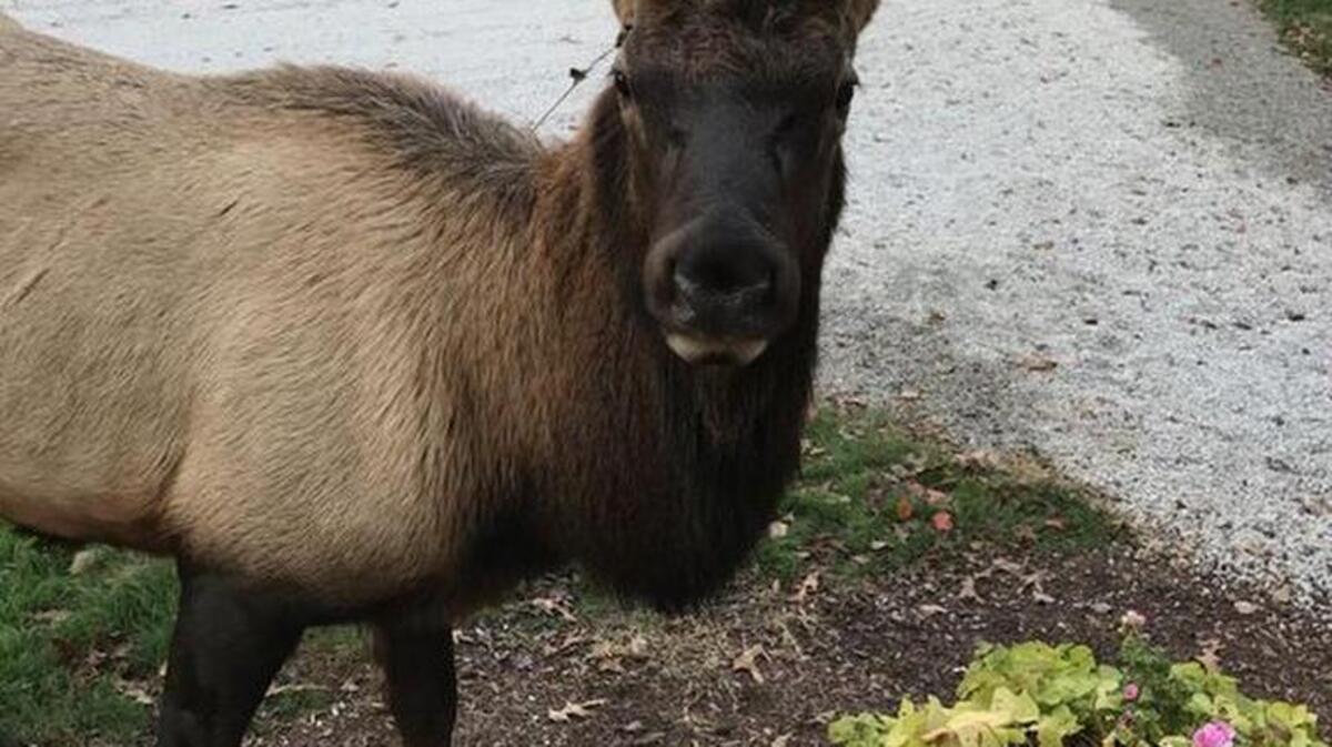 The wandering elk, as seen outside a home in Pickens County.