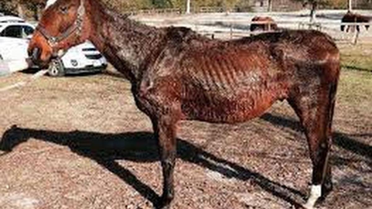 Major, a thoroughbred, died in December 2013.