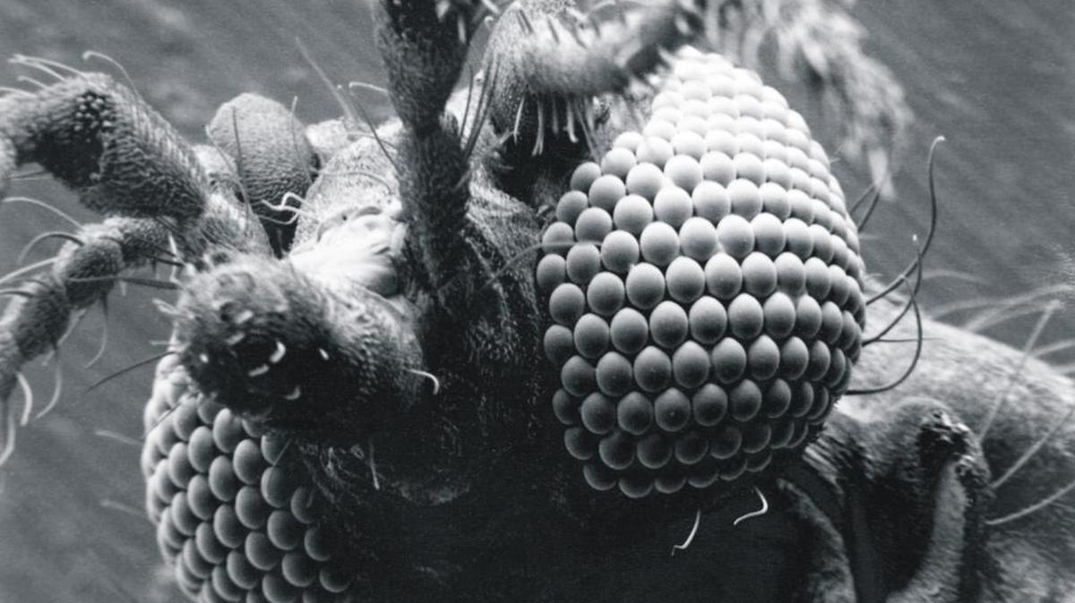 A biting midge, also known in the Lowcoutry as no-see-ums, is seen here with a scanning electron microscope.
