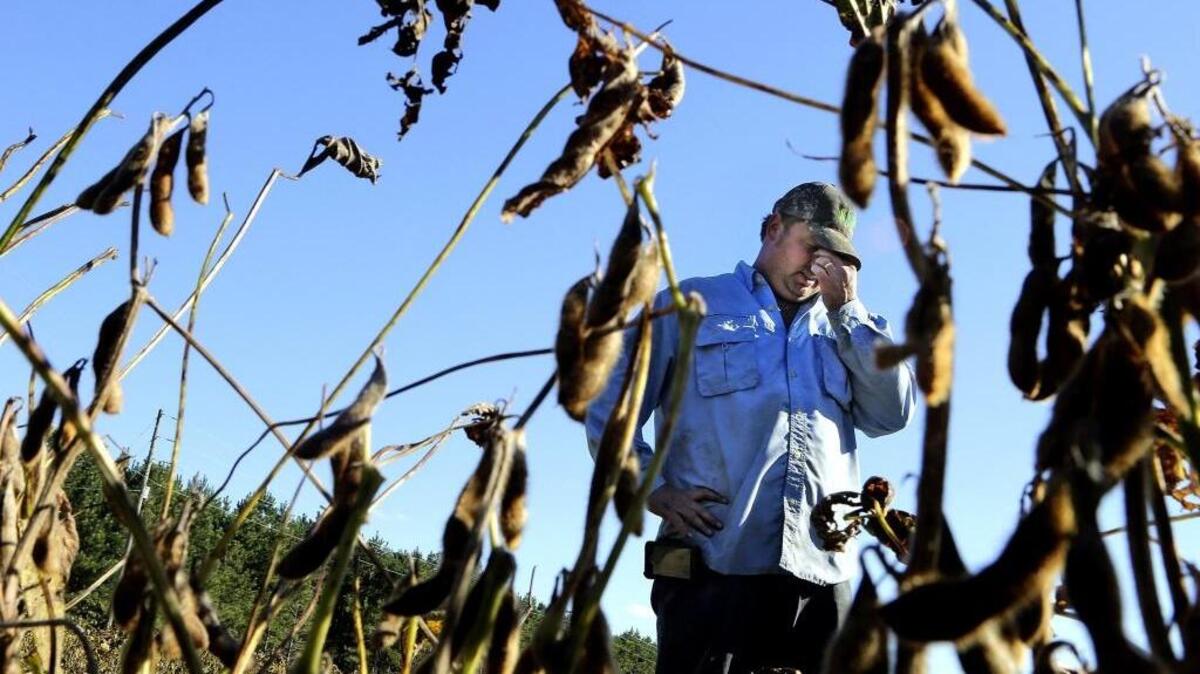 "It's just been bad since the day I planted to be honest with you," Drew Martin says standing on the edge of a soybean field off Nichols Highway on Wednesday, Oct. 21, 2015. He looks out on the drying plants saying it's a total loss. Since the beans were planted in May, Martin said, there was an extreme drought topped off with the recent flood. "They're just rotten. But, the farmer just keeps going and keeps trying again," he said. Martin, 34, has been farming since he graduated from high school in 1999, the same year as Hurricane Floyd.