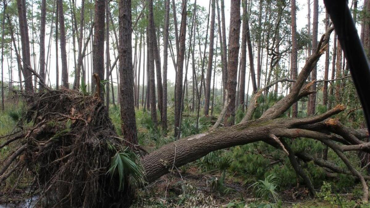 A fallen tree along a trail at Pinckney Island National Wildlife Refuge is shown Wednesday after Hurricane Matthew.