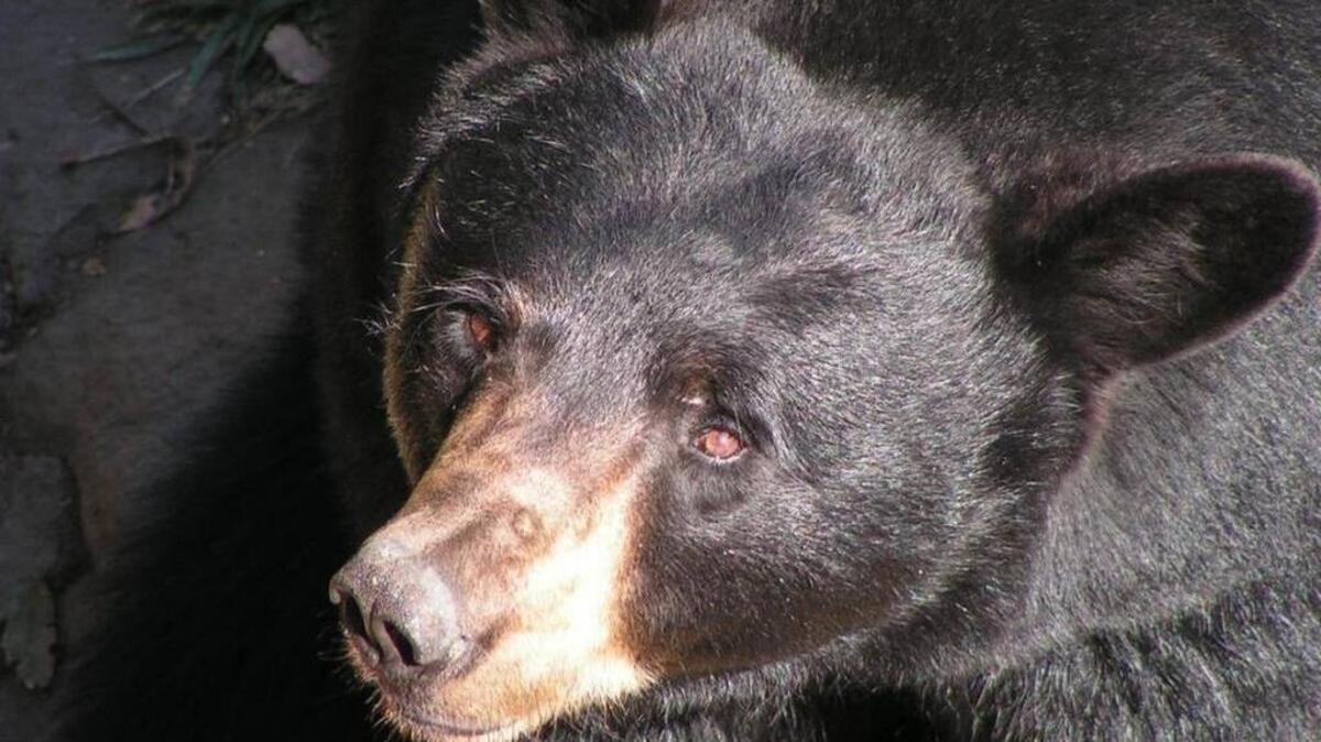File photo of a black bear