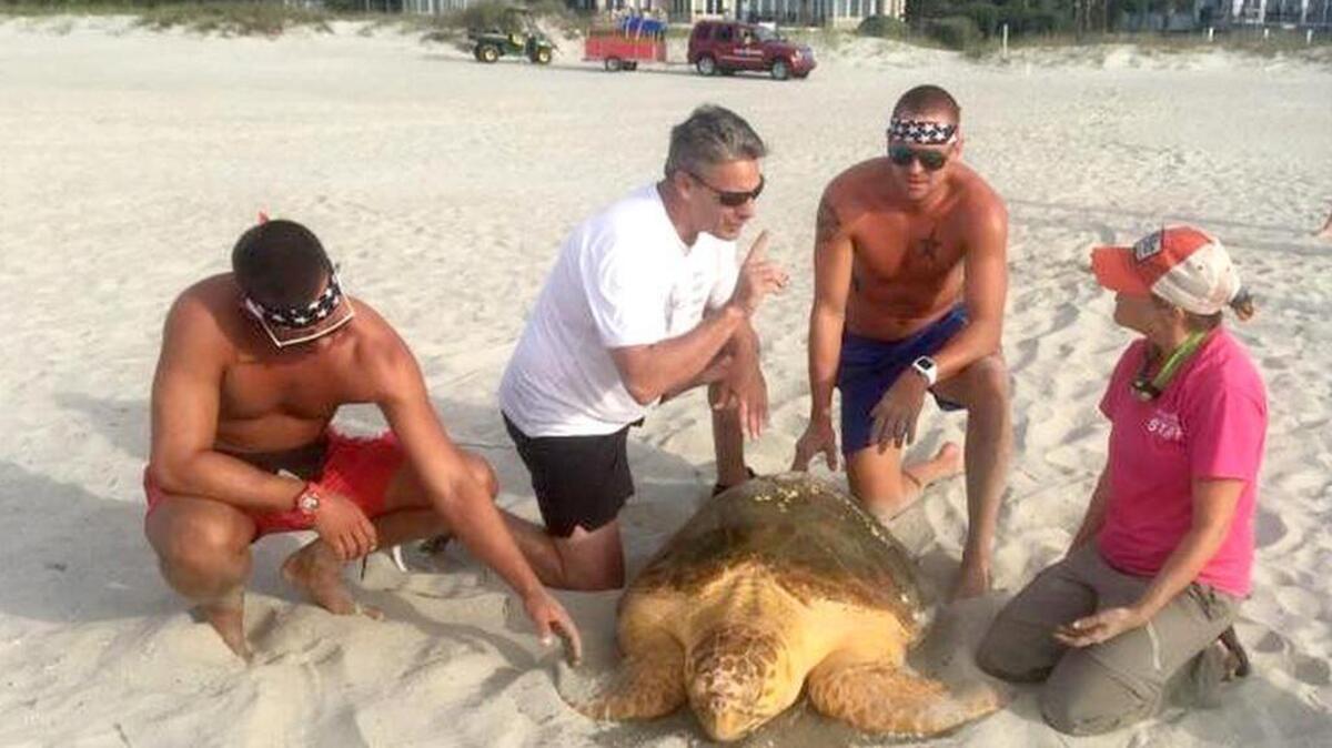 A sea turtle, missing its left, rear flipper, was found Tuesday, May 30, 2017, nearly a mile behind the dune, stuck in vegetation on Hilton Head Island. Two volunteers with the Sea Turtle Protection Project and lifeguards with Hilton Head Island Shore and Beach Services were able to move the 400-pound turtle back into the ocean.