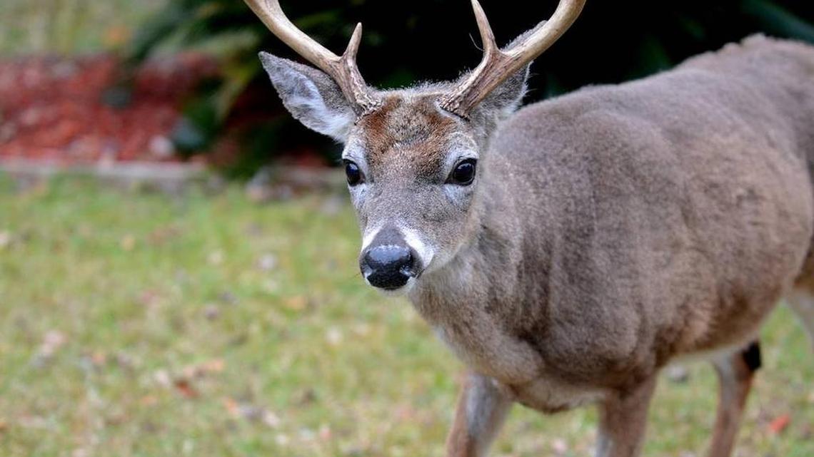 A buck stands in the front yard of a home on Saturday afternoon on Fripp Island.