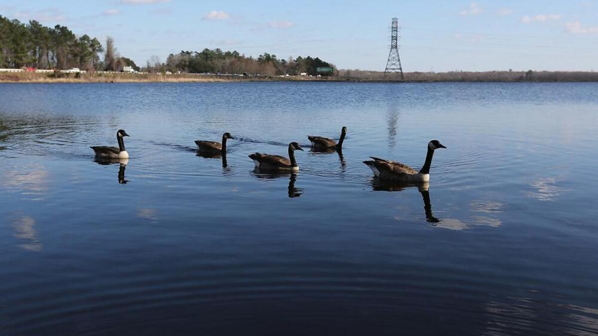 Canada geese paddle around Lake Busbee on Friday, March 4, 2016.