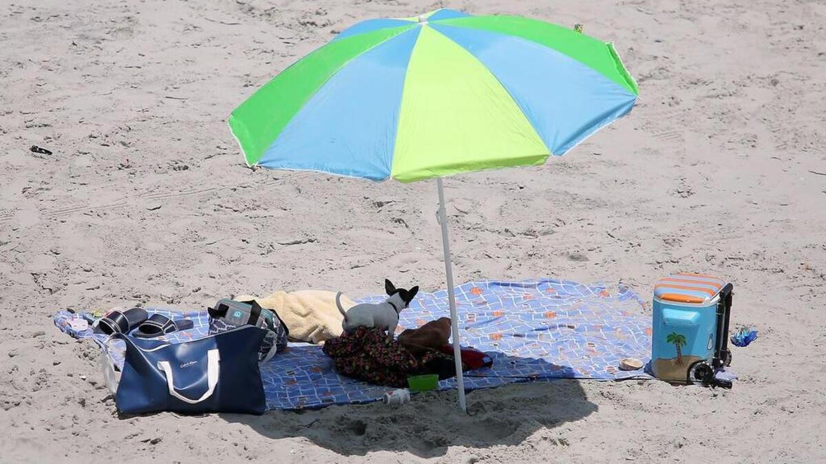 An umbrella shields a dog from South’s Carolina’s summer heat, which has peaked at temperatures as high as 113 degrees Fahrenheit.